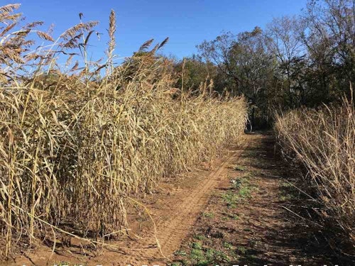 Sanctuary and escape cover is critical when it comes to holding whitetails on a property. In fact, cover is often more important than food. Hunters can also hide behind tall-growing screening cover when accessing stands. (Photo by Mark Kayser)