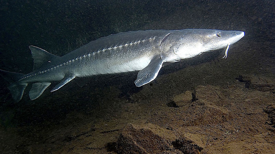 Game Warden Chronicles: Info Sought for Poached Sturgeon, Bighorn Ram