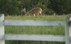 Eye Openers for Opening-Week Whitetails