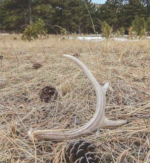 Noting the condition of deer and available leftover food sources while shed hunting will point you toward the next steps required to ensure good whitetail numbers next season.