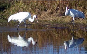 Game Warden Chronicles: Whooping Crane Poacher Hit With $85K Penalty