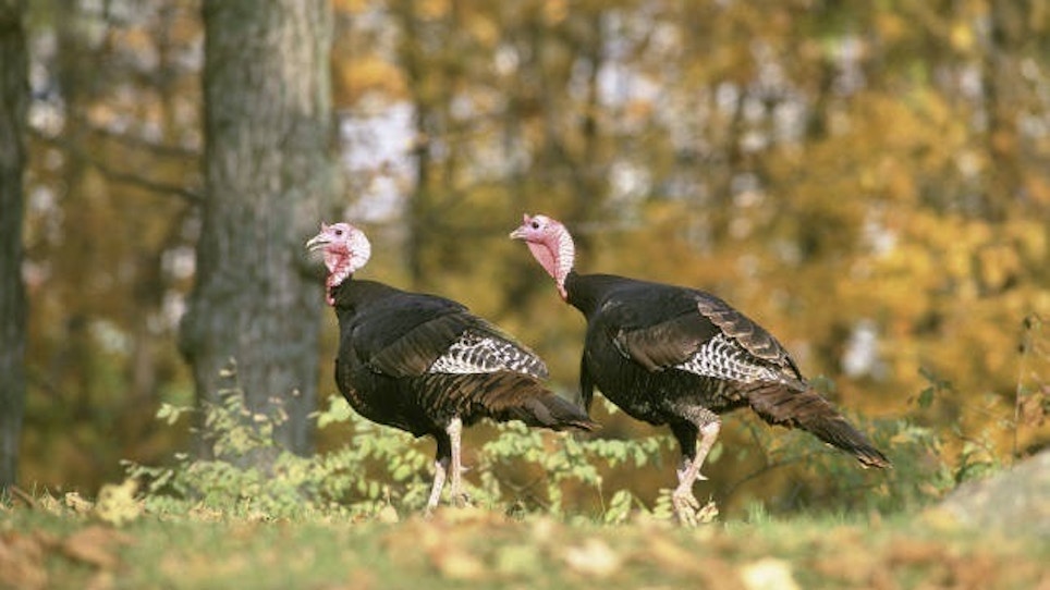 The Difference Between Wild and Domestic Turkeys
