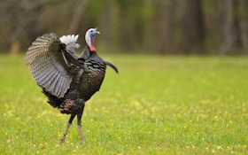 Late-Season Turkey Hunting and the Promise of Abandoned Gobblers
