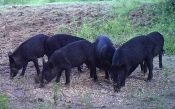 Wild hogs cause more than $50 million in damage each year in Alabama.