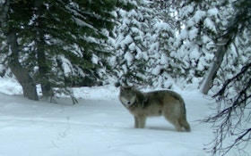 Court Says Hunters Can Train Dogs On Wolves