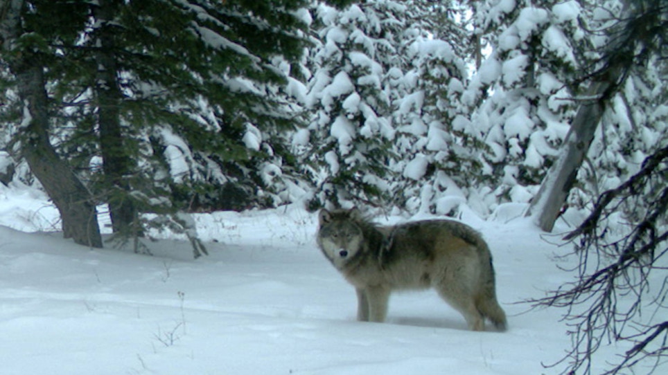 Federal Wolf Delisting Plan Clears U.S. House