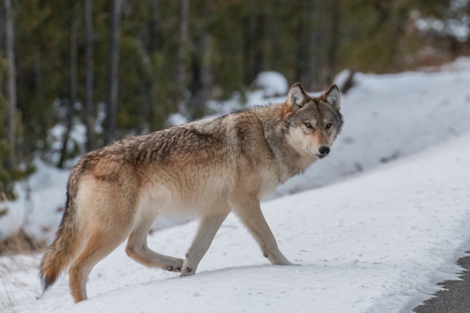 Badger State Wolf Season Launched