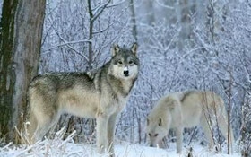 Idaho Wolf Hunting Derby Set To Begin