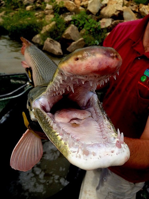 The alligator gar is blamed by anglers for wreaking havoc on gamefish populations, but their preferred food includes common carp, river carpsucker, buffalo species, gizzard shad and white bass.. (Photo: ODWR)