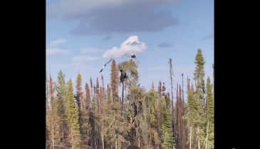 Video: Black Bear Attacks Bald Eagle’s Nest