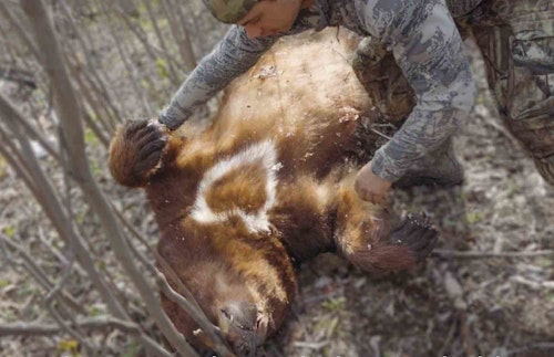 David’s big cinnamon-phase Manitoba black bear had a unique heart-shaped throat patch.