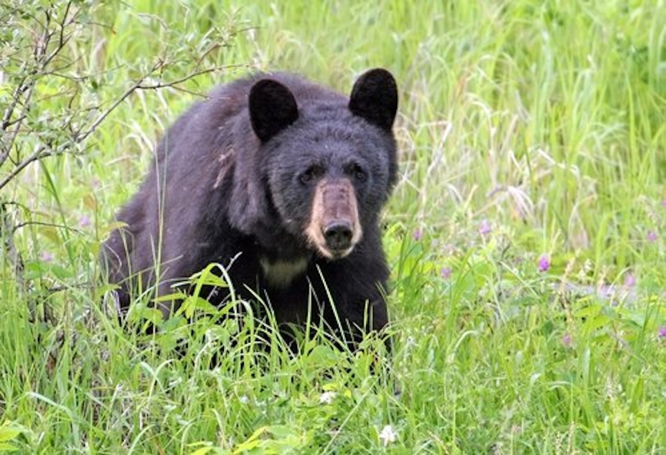 Arkansas Expands Bear Hunting Opportunities