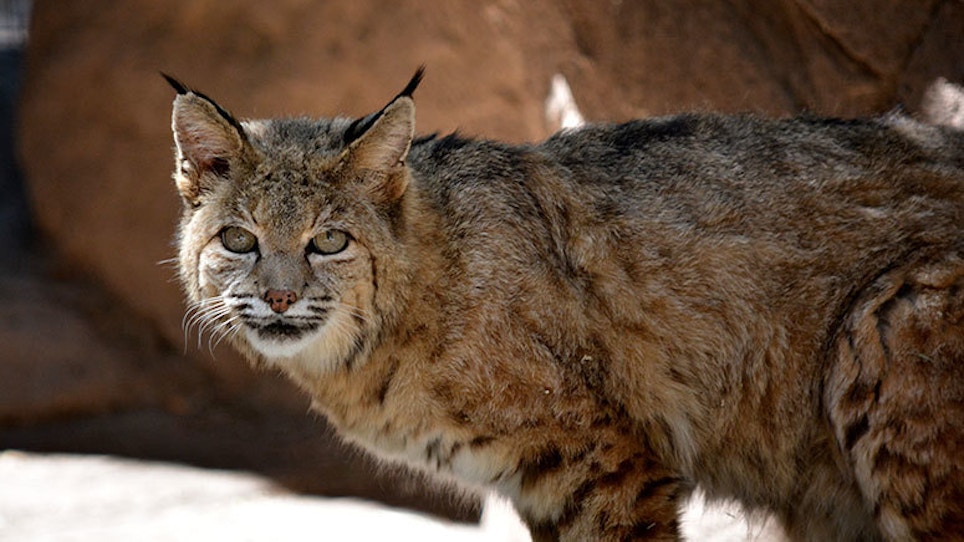 Mother: Son Attacked By Bobcat While Protecting Girlfriend