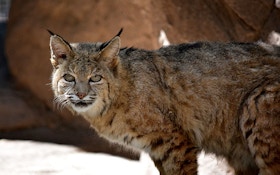 How High Demand Are Bobcat Hunting Permits In Illinois?