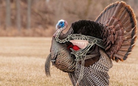 Body-Shot Arrow Placement on Wild Turkeys