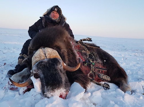 Dr. Kurt Marschner braved the elements of the Arctic and arrowed this mature muskox. Photo courtesy of Worldwide Trophy Adventures.
