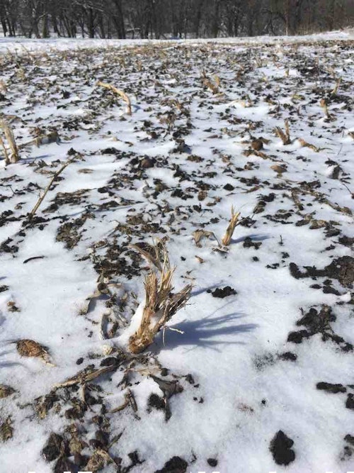 Depending on whitetail density and other available food sources, smaller food plots designed for late season can become deserts by the end of deer season due to heavy browsing. Shown above is a brassica field that’s no longer worth hunting.