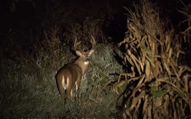 Whitetail Video: Nocturnal Bucks — Fact or Fiction?