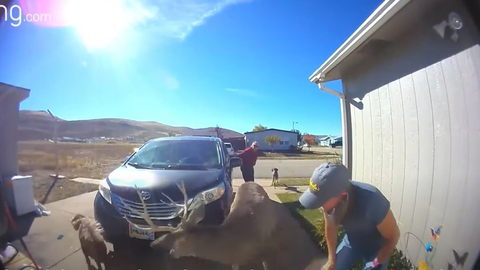 Video: Mule Deer Buck Attacks Woman in Her Driveway