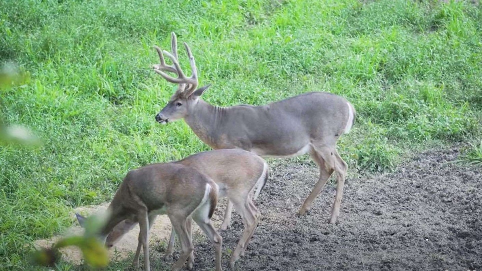Velvet Buck Video: Does This Giant Whitetail Jump the String?