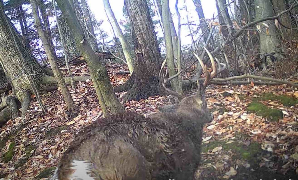 Trail Cam Video: Whitetail Buck Sheds Both Antlers Simultaneously
