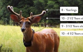 Video: How Hunting Pressure Affects Buck Movement Around Food Plots