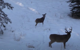 Whitetail Video: Bowhunting Blunder Saved by Deer Decoy
