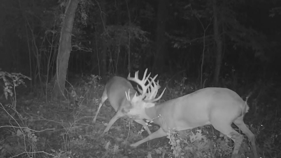Trail Cam Video: Lengthy Battle by Two Monster Whitetails
