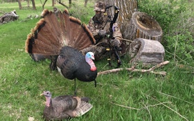 Bowhunting Turkeys Without a Ground Blind