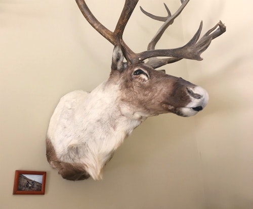 The small framed photo next to this mountain caribou shows the author and his guide, but because he didn't write down info on the back of the photo, he can no longer remember the guide's name. Take the time to include important info on the back of the photo shortly after any successful hunt.