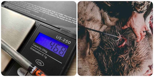 Some say you need a 500-grain-or-heavier arrow/broadhead/insert combo for big game such as elk, but the author’s 468-grain setup with a 2-inch Rage mechanical produced maximum penetration on a frontal shot, taking the vitals and stopping way back in the stomach. (Photo by Darron and Rebecca McDougal)