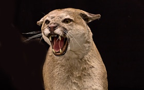 Op-Ed: Trophy Cougar Hunting, Never Better