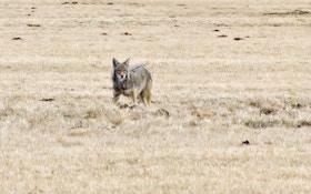 Coyotes More Visible During Harvest Time