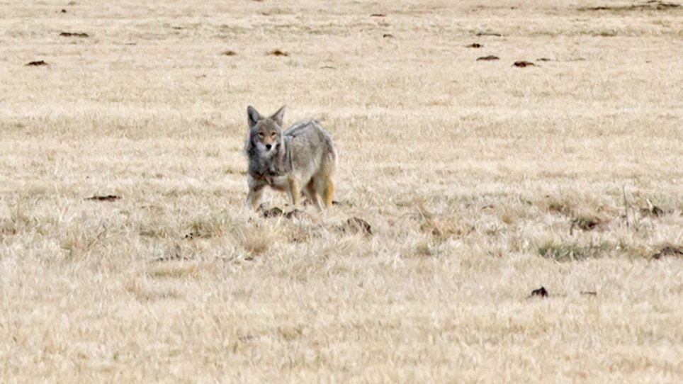Coyotes More Visible During Harvest Time