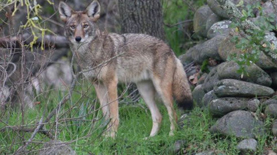 Coyote Contests Prompt Protests