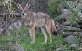 Illinois Town Adopts Plan To Haze Coyotes