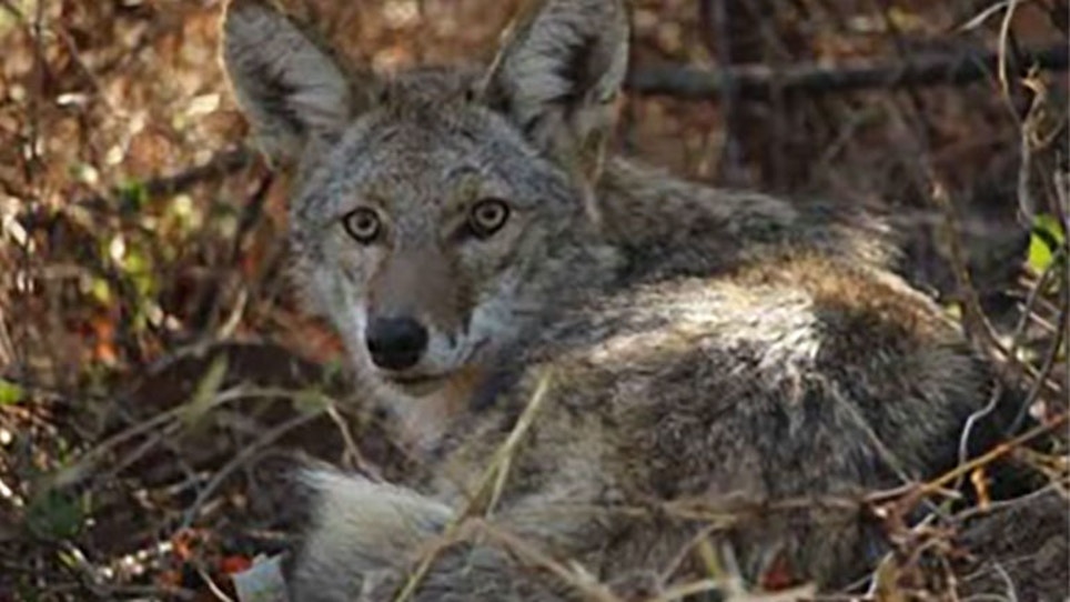 Florida Town Uses Drones To Track Residential Coyote