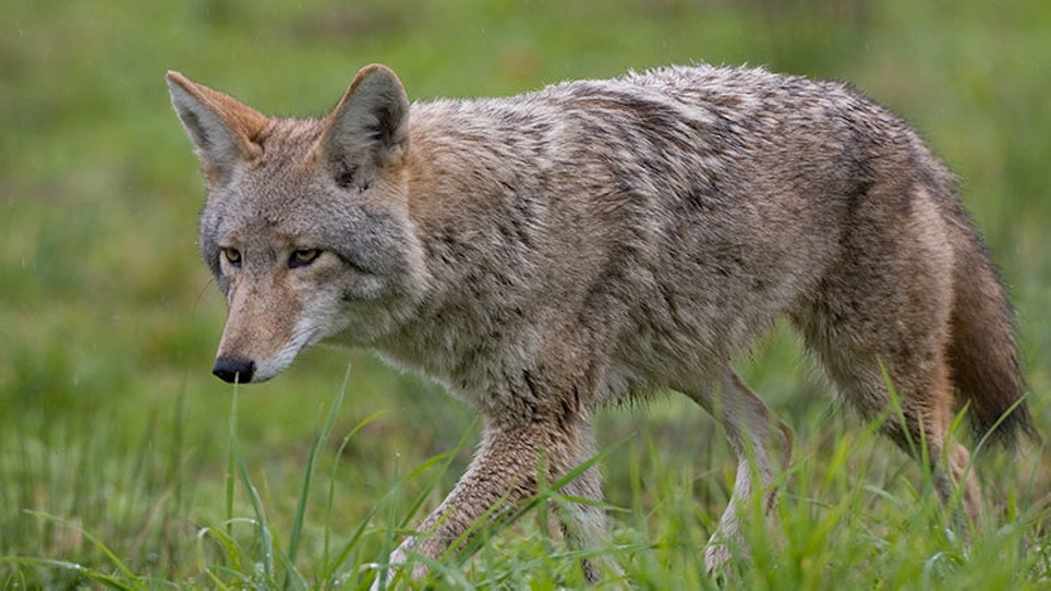 Managing the Grip of Coyote Fever