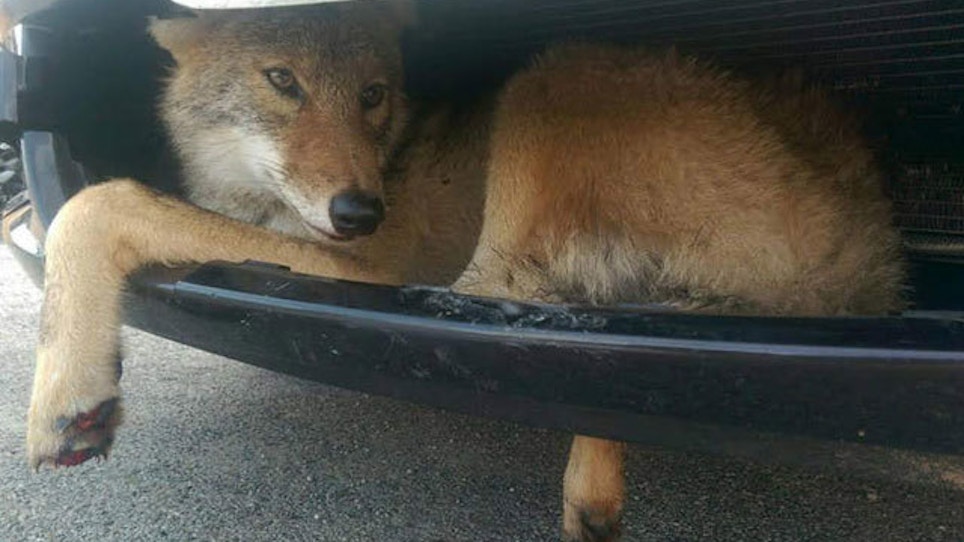 Coyote Gets Stuck In SUV Grill