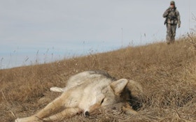 Mistakes to Avoid While Coyote Hunting