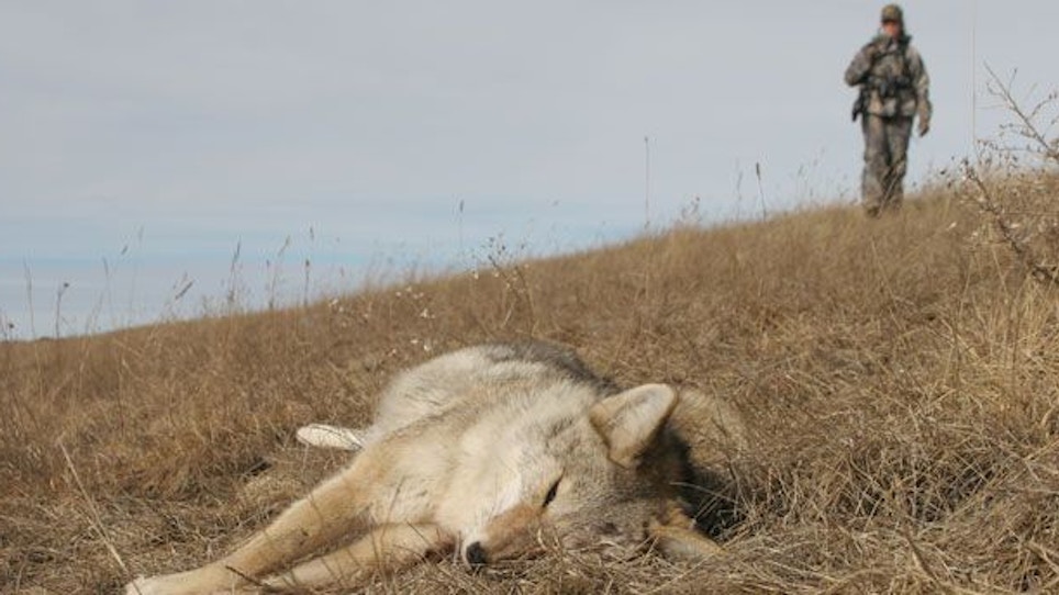 Mistakes to Avoid While Coyote Hunting