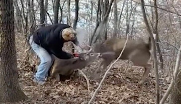 Video: Wisconsin Crossbow Hunter Frees Locked Whitetail Bucks