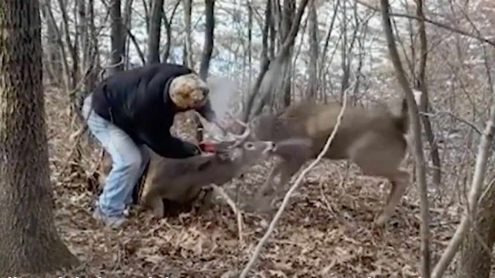 Video: Wisconsin Crossbow Hunter Frees Locked Whitetail Bucks
