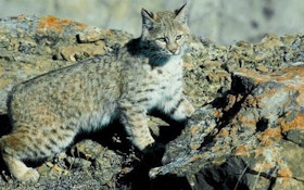 Calling Bobcats – Even During the Day