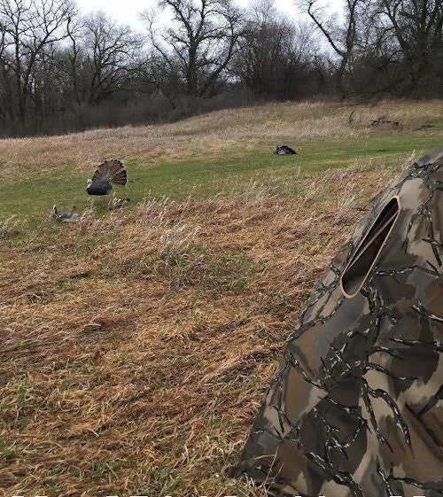 This photo was taken from the entrance of the author’s ground blind. Shown to the left are his two decoys. The black blob to the right is his dead gobbler.