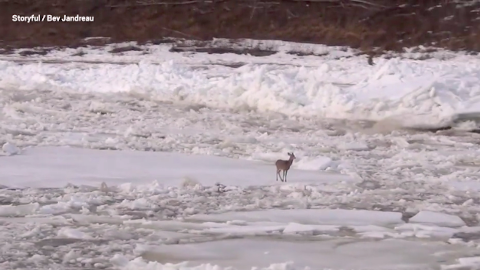 Q&A: How Does This Deer Survive Floating Down a River on an Ice Sheet?