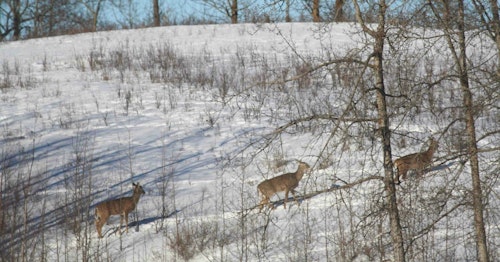 Deer utilize their superior olfactory senses to detect hunters easily. Use the wind to gently bump deer in the direction you want them to go.