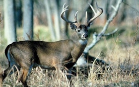 Deer Diseases: Are You At Risk?