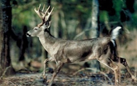 Bowhunting Field Edges — Part 2