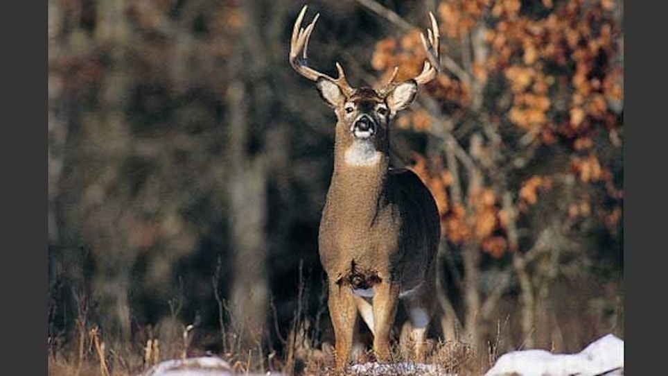 How to choose and use a wide range of deer vocalizations — part III